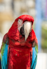 Naklejka premium Macaw parrot with red and blue feathers