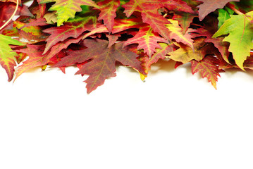 autumn maple leaves on white