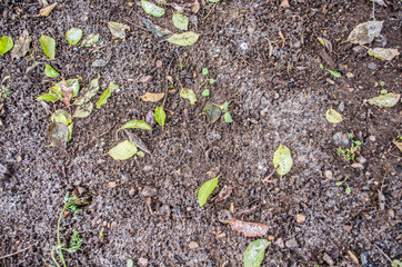 Ground textured surface background under bright sunlight / closeup texture