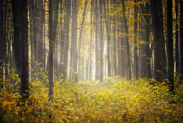 Golden autumnal forest with sunbeams