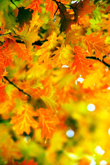 Leaves on the branches in the autumn forest.