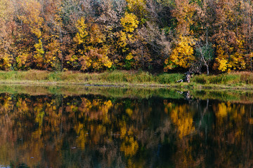 autumn landscape on the river autumn morning. Belarus