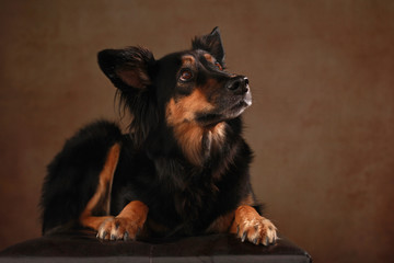 liegender Border Collie Mix