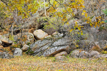 Stones on the grove in the autumn forest