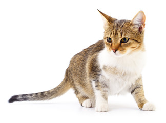 Kitten on white background.