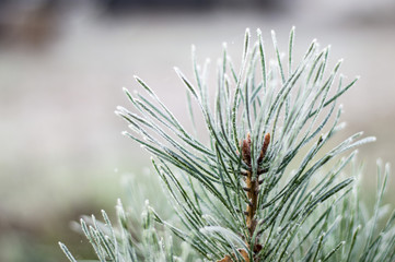 The tip of a small pine on a cold day