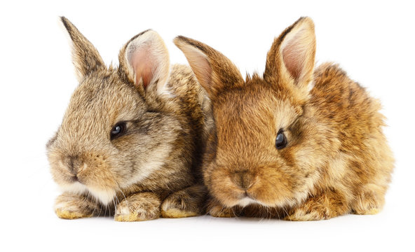 Two bunny rabbits.