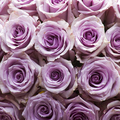 pink roses background