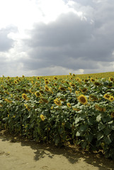 Flowering sunflower field

