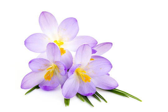 Fototapeta crocus on white background - fresh spring flowers