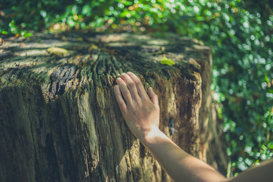 Female hand touching tree stump