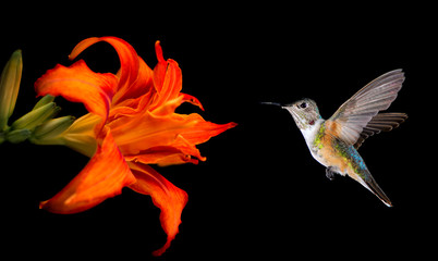 Hummingbird feeding from beautiful lily