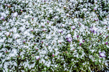 Fresh flowers in the snow / Flowers in snow on blurry background - shallow DOF / Winter scene / Frozenned flower / Frozen meadow flower, floral vintage winter background, macro image
