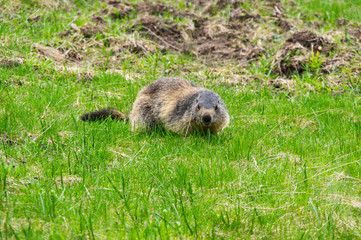 Marmot in the grass