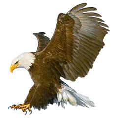 Bald eagle attack landing hand draw and paint on white background vector illustration.