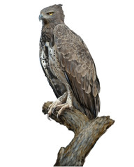 martial eagle hand draw and paint on white background vector illustration.