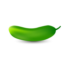 Realistic cucumber vector illustration on white background
