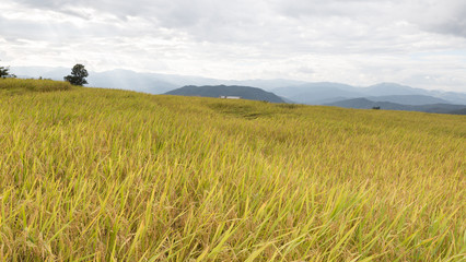 yellow terraced rice paddy field