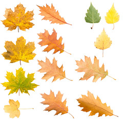 Collection of oak tree leaves in different stades of withering isol