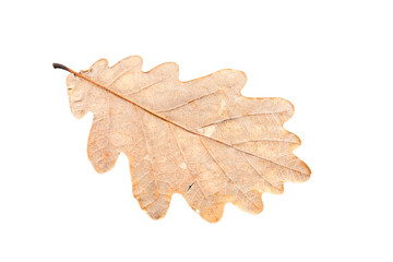 oak tree leaves in different states of withering isolated on whi