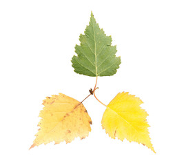 set of three maple leaves in different states of withering