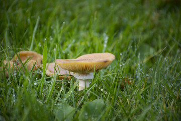 a closeup of a nice mushroom hiding in the grass