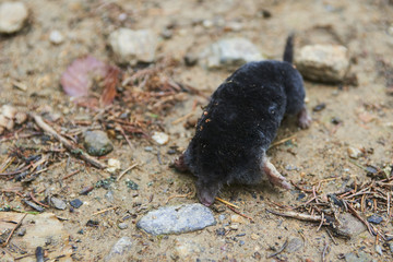 Mole dead lying on the ground