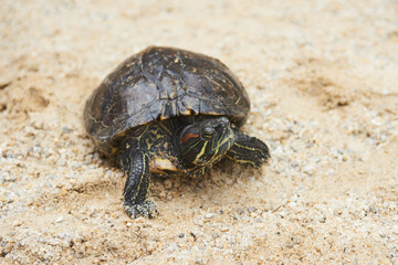 Turtle staying on sand. Red-Eared Slider - Popular Turtle Pet.
