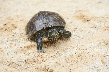 Turtle staying on sand. Red-Eared Slider - Popular Turtle Pet.
