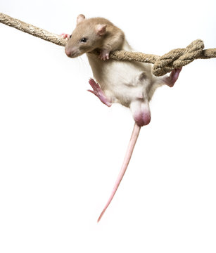 Rattus norvegicus - pet rat