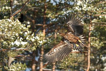 Birds of prey - young White-tailed Eagle (Haliaeetus albicilla) in flight. Winter time. © Erik Mandre