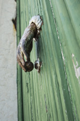 antique rusty lock in wooden door