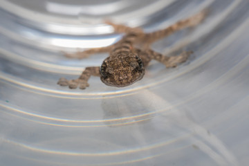 Specimen of gecko, species Hemidactylus turcicus