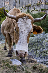 Close-up of a cow, grazing in the field