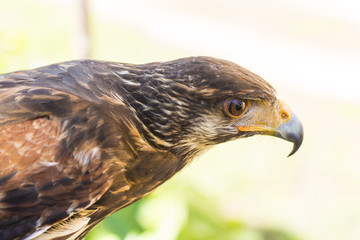 Portrait of Harris hawk