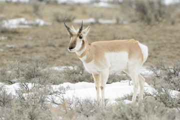 Pronghorn Antelope (Antilocapra americana), Yellowstone National Park, Wyoming, USA