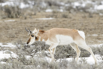 Naklejka na ściany i meble Pronghorn Antelope (Antilocapra americana), Yellowstone National Park, Wyoming, USA