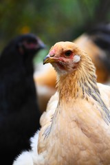 Brahma Huhn