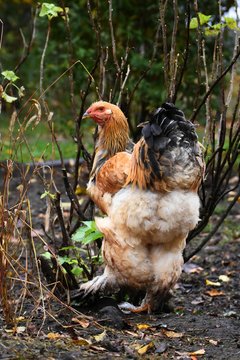 Brahma Hahn