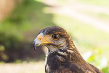 Portrait of Harris hawk