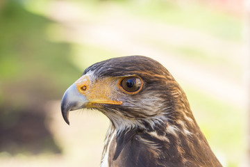 Portrait of a hawk