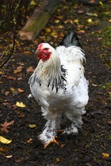 Brahma Hahn
