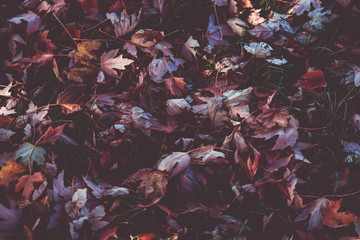 Fondo de hojas de otoño en el suelo