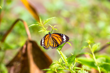 Monarch butterfly on plant