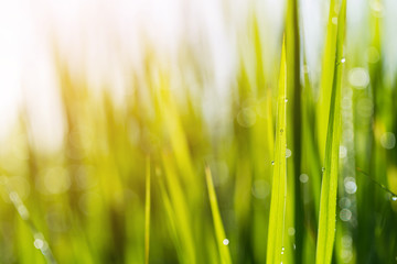 Closeup young green leaves of wheat. Soft blur focus.