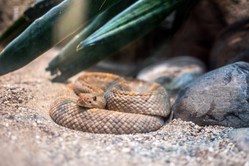 Rattlesnake at the zoo