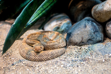 Rattlesnake at the zoo