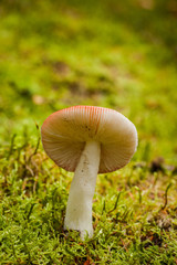 Pilz von Unten