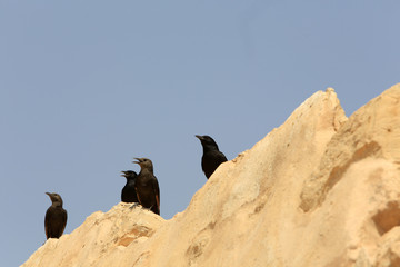 Black birds. Israël.