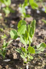 young green peas